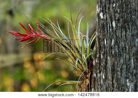 Bromeliad plant growing on bald cypress tree