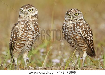 Burrowing Owls Standing On The Ground