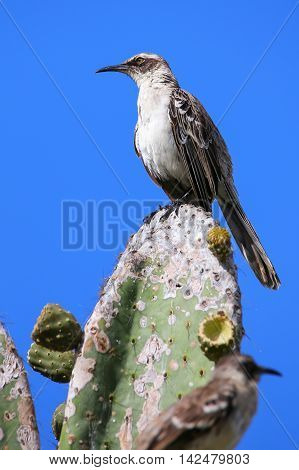 Galapagos Mockingbird Sitting On A Cactus, Genovesa Island, Galapagos National Park, Ecuador