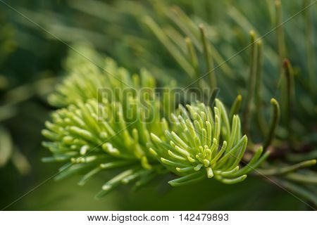 New green growth at the tips of a red fir (Abies maginica) branch