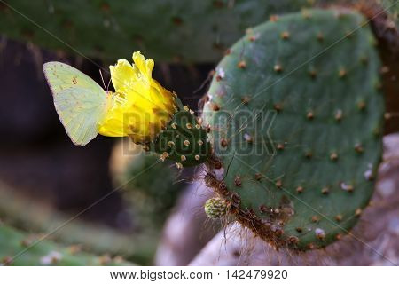Galapagos Sulphur Butterfly On A Cactus Flower
