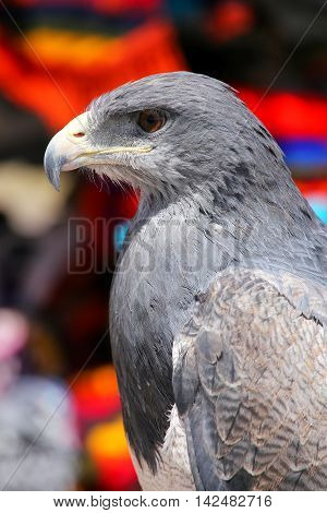 Black-chested Buzzard-eagle At The Market In Maca, Colca Canyon, Peru