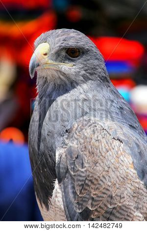 Black-chested Buzzard-eagle At The Market In Maca, Colca Canyon, Peru