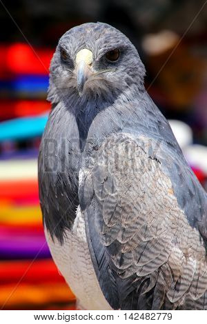 Black-chested Buzzard-eagle At The Market In Maca, Colca Canyon, Peru