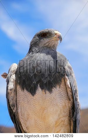Black-chested Buzzard-eagle At The Market In Maca, Colca Canyon, Peru