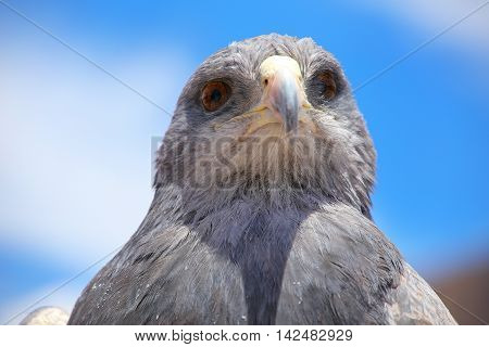 Black-chested Buzzard-eagle At The Market In Maca, Colca Canyon, Peru