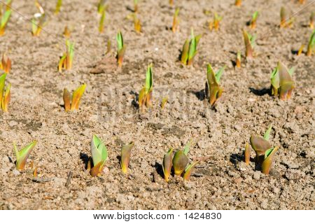 Tulips