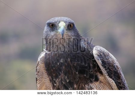 Black-chested Buzzard-eagle At The Market In Maca, Colca Canyon, Peru