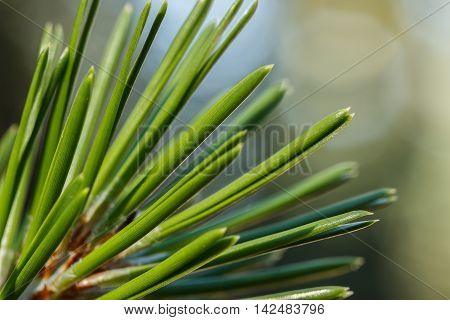 Closeup of a lodgepole pine (Pinus contorta) needles against a blurred background