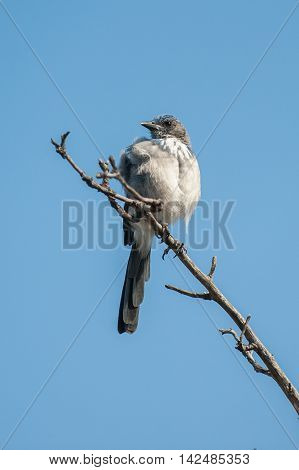 Scrub Jay perched high on dry branch against a clear and blue sky.