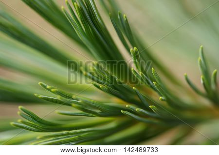 Abstract closeup of pine needles pointing at viewer