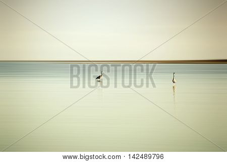 Two herons standing in the smooth water at the Salton Sea in California.