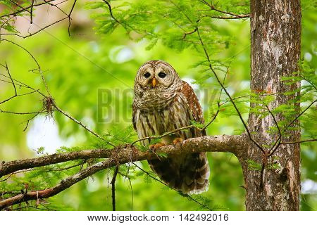 Barred Owl (strix Varia) Sitting On A Tree