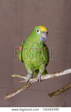 Vertical shot of green parrot perched on a wooden twig. He is an Yellow Crowned Amazon from South America.