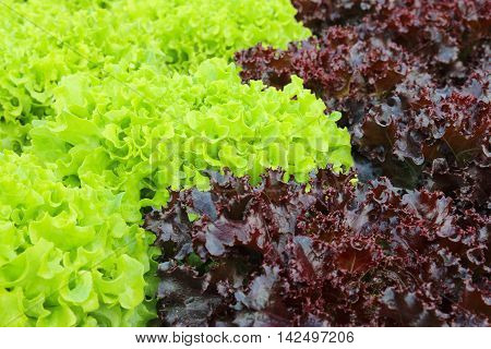 Oakleaf lettuce corrugated lettuce on entire background