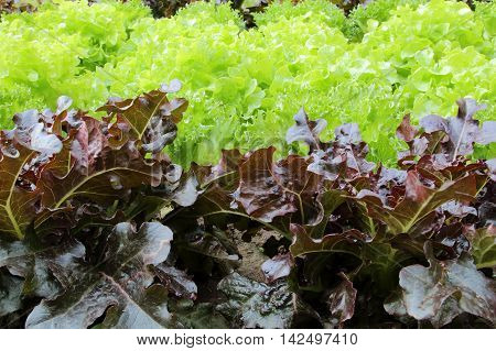Oakleaf lettuce corrugated lettuce on entire background