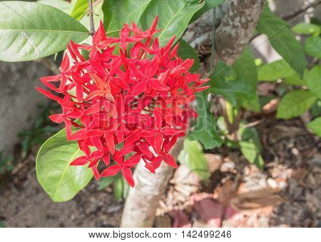 Red flower spike Rubiaceae flower Ixora coccinea It is a flowering shrub native to Southern India and Sri Lanka