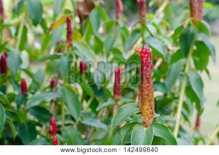 Indian Head Ginger flowersCostus Speciosus blloming on ree