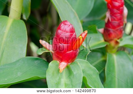 Indian Head Ginger flowersCostus Speciosus blloming on ree