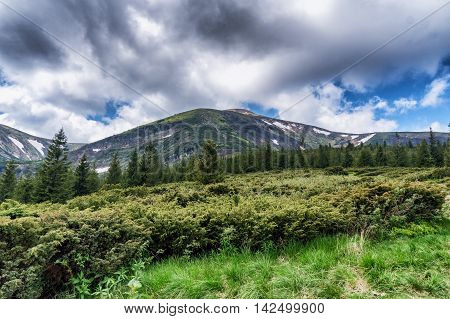 Mountain Species On The Route To Mount Hoverla