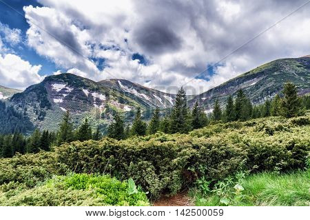 Mountain Species On The Route To Mount Hoverla