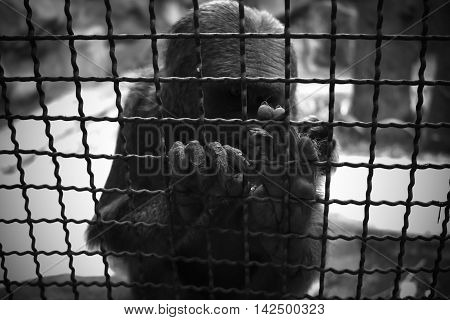 Lonely monkey imprisoned in the zoo. Black and White. (Korat zoo in Thailand)