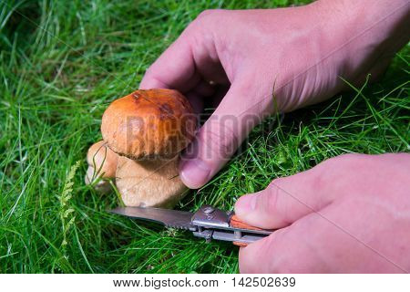 small mushroom cut with a knife on a green glade
