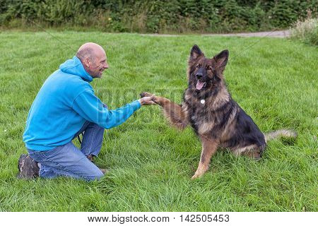 German Shepherd Dog shaking this owners hand. They are outside on grass doing training.