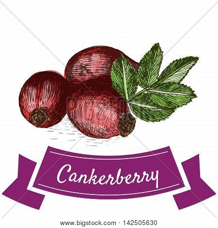 Vector illustration colorful set with canker berry. Illustration various of vegetables on white background