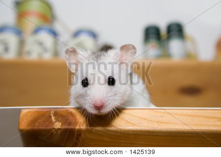 Hamster i spisekammer