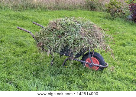 Garden wheel barrow on long grass heaped full of weeds. Gardening weeding maintenance