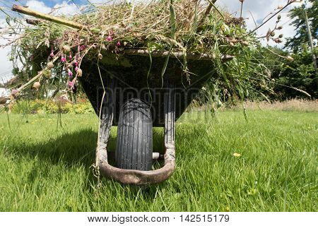 A full garden wheel barrow on long grass. A front on view from a low view point showing the wheel and the contents.