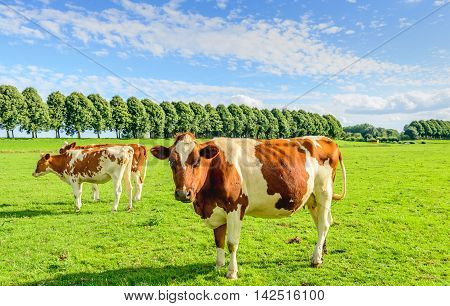 Red and white cows in a green pasture in summertime. The cow in the foreground looks curiously at the photographer. There are lots of flies on its head and body.