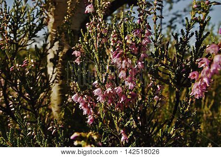 detail of flowering heather beside birches in a tourist area Machuv kraj near to the village Hradcany in czech republic