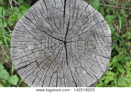 Old tree cross-sectional with age rings. Close up composition
