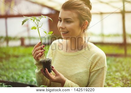 Farmer Girl Holding Green Seedlings In Sunny Greenhouse