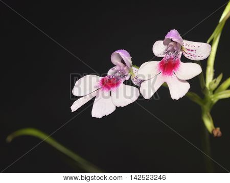 Spotted Cynorkis Orchid - Cynorkis guttata From Madagascar