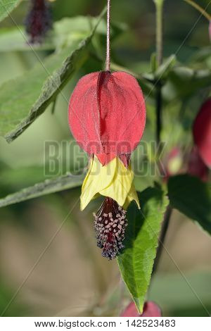 Trailing Abutilon - Abutilon megapotamicum From Argentina Brazil and Uruguay