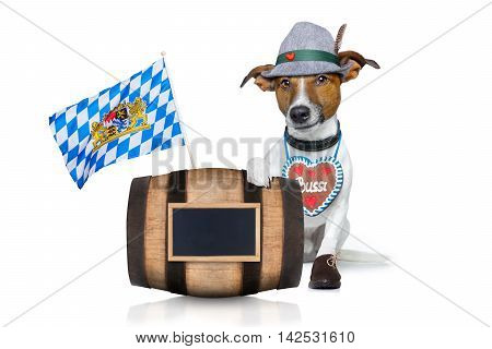 bavarian german jack russell dog with gingerbread and hat behind barrel isolated on white background ready for the beer celebration festival in munich