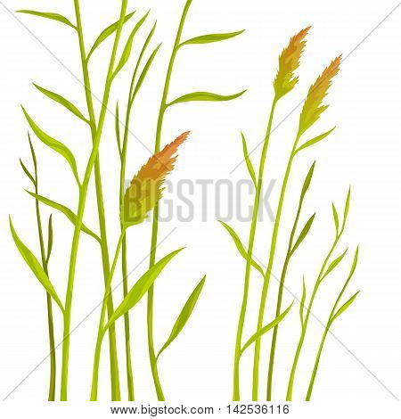 Reed isolated on white background. Branches and bushes cane with leaves green. Floral vector illustration.