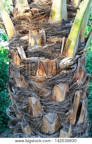 Palm tree bark. Natural texture useful as a background.