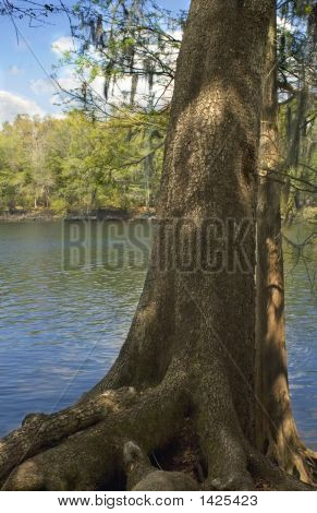 Árvore de cipreste do Rio Suwannee