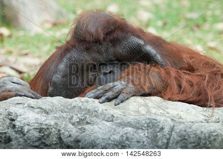portrait of thoughtful  sad orangutan in summer invironment