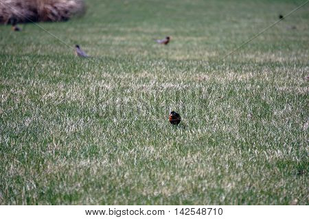 An American robin (Turdus migratorius) hunts for worms on a lawn in Joliet, Illinois during the Spring.