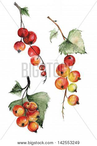 Set of watercolor red currants for art design or pattern. Set of design elements