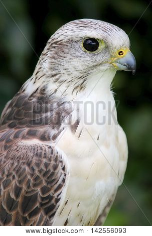 Gyr X Saker Falcon (Male) Bird Of Prey