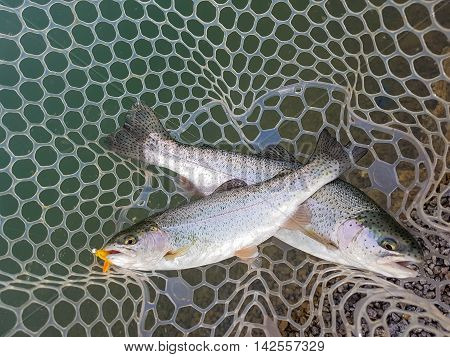 Rainbow trout in a landing net. Active outdoor recreation. Fishing.