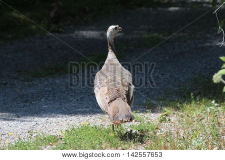 Turkey, Wild  (Meleagris gallopavo) walking in a grassy area beside a gravel country laneway.