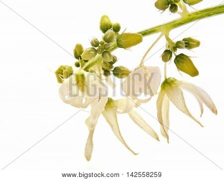 Wild plants Squirting cucumber or exploding cucumber on a white background