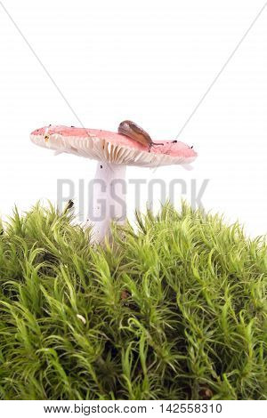 Animal Slug on mushroom russula hat isolated on white background
